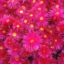 Image result for Lampranthus spp.