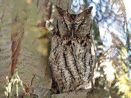 Screech owls are often confused as young great horned owls because both species boast this typical courtship call resembles the hooooooooo people reserve for ghostly sounds. Western Screech Owl Ebird