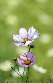 Cosmos Flower Drawing Cosmos Flowers Rock Painting Designs