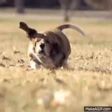 Link to the gif details. Animal Vines 90 Fat Dog In Slow Motion On Make A Gif