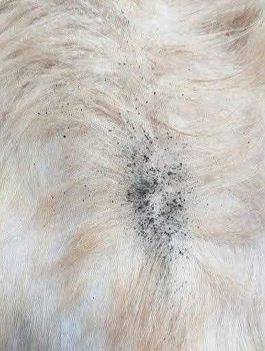Pulgas entre el pelo