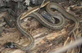 Black And Yellow Snake North Texas Pin By Vincenz Coello On Storeria Dekayi Snake Reptiles And Amphibians Reptiles