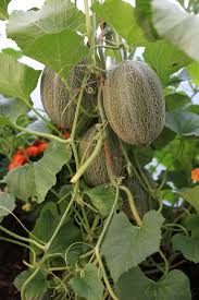 Growing cucumbers is much easier than you'd think. August 15th Update Keep Beds Full Cucumbers Tomatoes And Melons Save Seed Make Compost Insect Covers Store Onions Charles Dowding