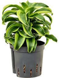 Image result for Dracaena fragrans