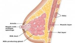 Namun, tidak mustahil jika ibu baru mengalami rasa sakit pada puting semasa awal penyusuan terutama bagi ibu yang pertama kali menyusukan anak. Benjolan Di Payudara Bayi Dr Zubaidi Hj Ahmad Menulis