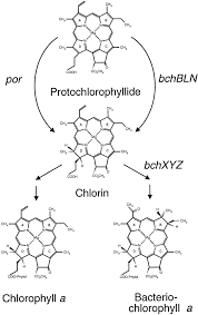 Plant cell has chlorophyll pigment in it. Evolution Of Chlorophyll Biosynthesis The Challenge To Survive Photooxidation Cell