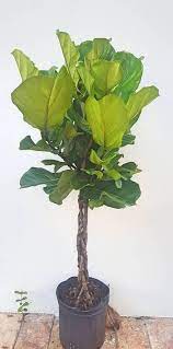 Braided Fiddle Leaf Fig Tree 53 Tall Ficus Lyrata Pandurata Everglades Growing In A 10 Pot House Live Plant Outdoor Indoor Plant Fiddle Leaf Fig Fig Tree Ficus Lyrata