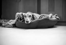 Check out our animal portfolio! Must Love Dogs Documentary Dog Photography With Your Fujifilm Fujilove Magazine