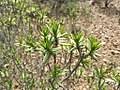 Image result for Pteronia acuminata