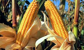 Pe ce genetică se mizează la cai curtici. Productia Cea Mai Mare De Porumb A Fost Obtinuta In 2018 In Judetul Timis Ziarmm