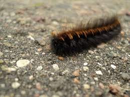 Caterpillar poisoning can be cured. How To Treat A Hairy Caterpillar Higad Rash Topbest Blog