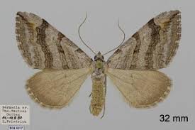 Image result for Aplocera efformata