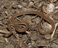 We did not find results for: Snakes In North Dakota 13 Different Species Snaketracks Com
