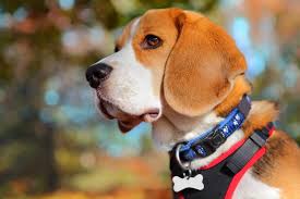 You may also notice swelling around the ears, brown or bloody discharge leaking out of the ears, or an unpleasant smell from the ears. Dog Collars Or Harnesses Which Is Better Whole Dog Journal