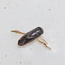 Water Boatmen, Backswimmers – Field Station