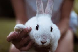 Free pet sitter background checks available to all subscribed parents. Tips To Find Your Ideal Pet Sitter Mindahome