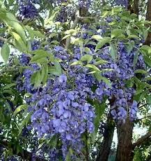 Image result for Bolusanthus