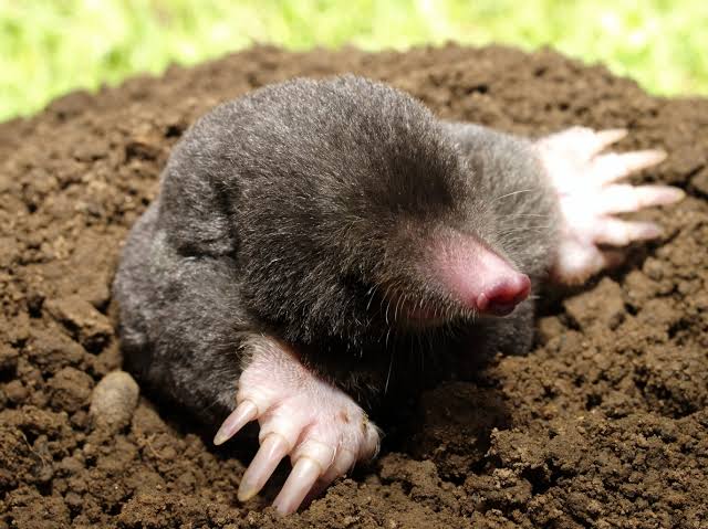 Eastern Mole | Wildlife Illinois