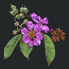 Image result for Lagerstroemia speciosa