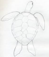 How To Draw A Turtle In Few Easy And Simple Steps Awesome Turtle Drawing Easy Animal Drawings Easy Drawings