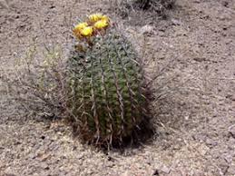 What would it be made of? A Cactus Odyssey In Arizona On Line Guide To The Positive Identification Of Members Of The Cactus Family