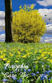 Forsythia Bushes Tips For Planting Growing And Pruning Forsythia Plants Flowering Trees Shrubs Landscape