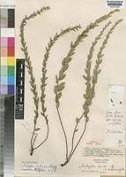 Image result for Acalypha clutioides