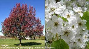 Shinko's fruit is less rich in flavor than other asian pears, however, and the tree needs to be heavily thinned, as it is extremely productive. Types Of Ornamental Flowering Pear Trees Fruitless Pear Trees Pictures