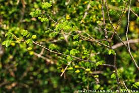 Image result for Phyllanthus pinnatus