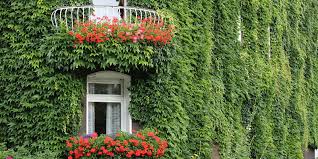 Pianta rampicante sempreverde con fiori. Piante Rampicanti Da Giardino Quali Scegliere E Come Curarle