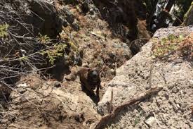 For the last three days, logan city firefighters participated in aircraft rescue firefighting (arff) training. Police Officer And Fire Chief Team Up In Risky Rescue Of Stranded Dog Near Logan Lake Ladysmith Chronicle