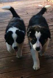 We ask a lot of questions of potential owners as each puppy is very precious to us. Rough Collies For Sale California