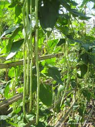 Image result for Vigna frutescens