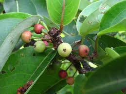 Image result for Flueggea