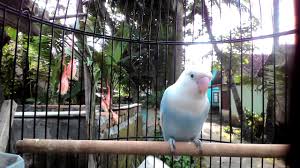 Burung love bird pastel mouve di lapak 99 lotus bukalapak. Pasvio Latah By Nivia Game