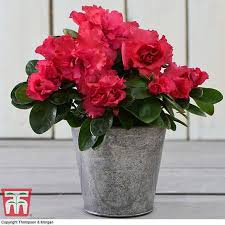 Check spelling or type a new query. Azalea Indoor House Plant Thompson Morgan