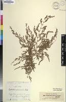 Image result for Euphorbia polycnemoides