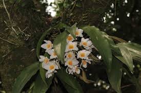 Image result for Bulbophyllum unifoliatum