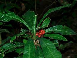 Image result for Campylospermum densiflorum