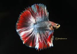 Double tail betta the double tail is easily recognizable as it has two distinct tails separated from the base. Halfmoon Double Tail Betta For Sale