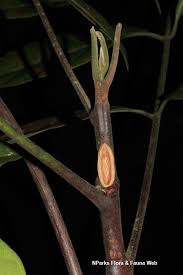 Image result for Aphanamixis