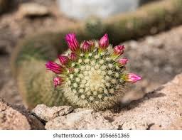 The segments are actually the leaves of the plant. Snake Like Cactus Spring Flowers Stock Photo Edit Now 1056651365