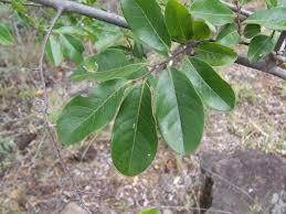 Image result for Hexalobus monopetalus