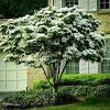 Flowering dogwood trees (cornus florida) are among the most prominent and pretty additions to natural and cultivated landscapes throughout their eastern range in united despite vulnerable root systems dogwood trees have managed to thrive in the eastern united states, where they grow in. 1