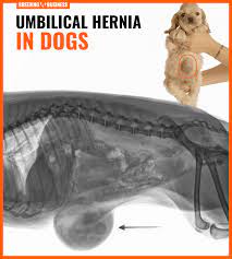 Treating umbilical hernias in dogs. Umbilical Hernia In Dogs Definition Symptoms Treatment Faq