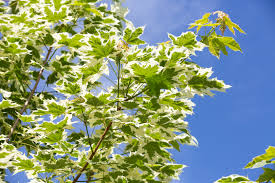 Image result for Vepris drummondii