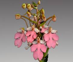 Image result for Habenaria