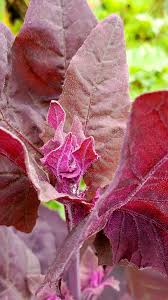 Image result for Atriplex hortensis