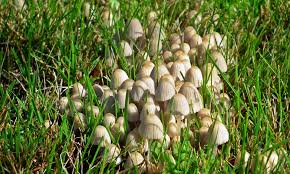 Viele pilze lassen sich auch hervorragend im eigenen garten kultivieren, wenn einige grundlegende hinweise beachtet werden. Pilze Im Rasen Pilze Greizerwald De
