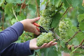 Die weinlese ist für den winzer naturgemäß die schönste zeit des jahres: Fruheste Weinlese Aller Zeiten In Der Pfalz Werden Die Ersten Trauben Geerntet Pfalz Express